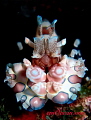   beautiful rare Harlequin shrimp  